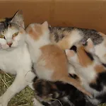 Bauernhof Baby- Und Kinderhof Aicherbauer Seeham
