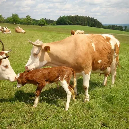 Baby- Und Kinderhof Aicherbauer Feriegård Seeham