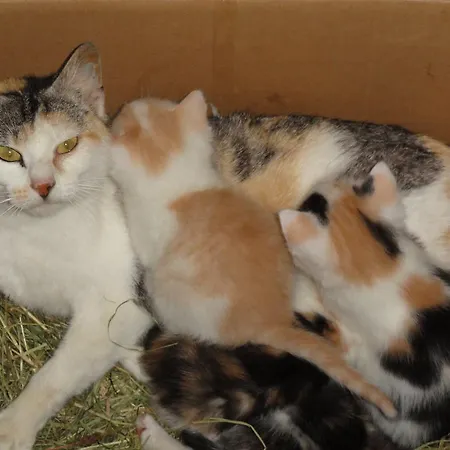 Farma Baby- Und Kinderhof Aicherbauer Seeham