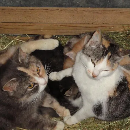 Κατάλυμα σε φάρμα Baby- Und Kinderhof Aicherbauer Seeham