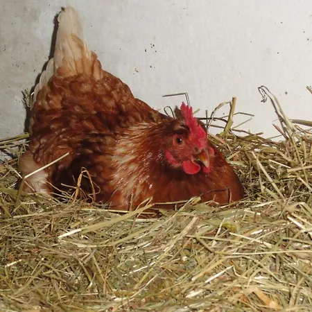 Baby- Und Kinderhof Aicherbauer