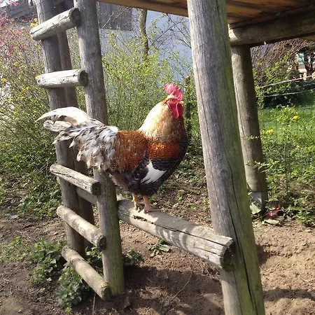 Farm stay Baby- Und Kinderhof Aicherbauer *