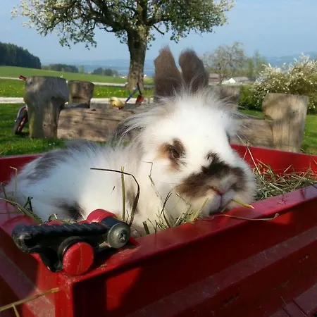 Baby- Und Kinderhof Aicherbauer Κατάλυμα σε φάρμα Seeham