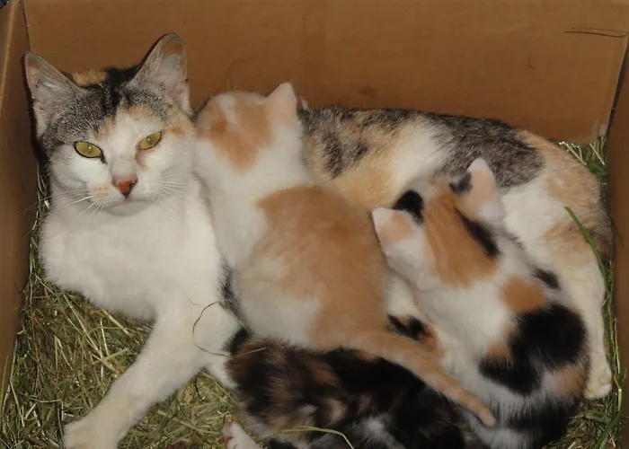 Farmház Baby- Und Kinderhof Aicherbauer Seeham