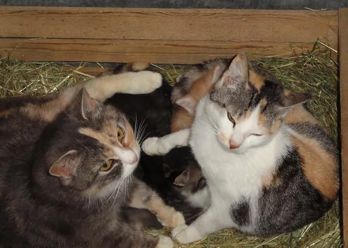 Farmház Baby- Und Kinderhof Aicherbauer Seeham