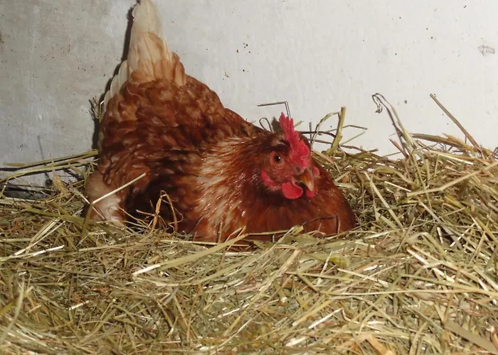 Baby- Und Kinderhof Aicherbauer