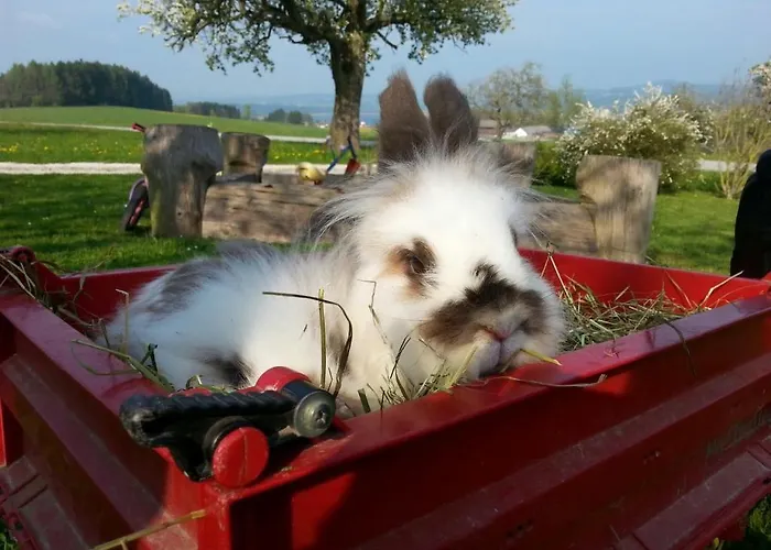 Baby- Und Kinderhof Aicherbauer Farmház Seeham